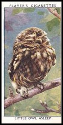 32PWB 28 Little Owl Asleep.jpg